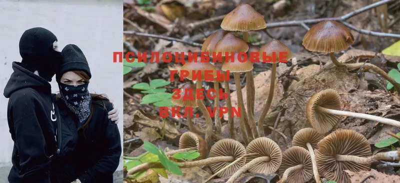 Галлюциногенные грибы Psilocybe Зуевка